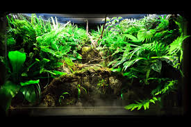 Xfgi Palu 19 Mega Jpg 5141 3427 Paludarium Animaux De Compagnie
