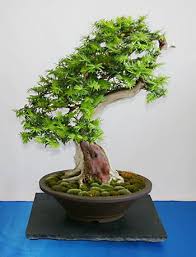 Taxus Baccata Gemeine Eibe Als Bonsai Gestalten Und Pflegen Bonsai Baum Bonsai Kleine Baume