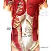 Here, learn about the structure of the heart, what each part does, and how it works to support the body. Https Encrypted Tbn0 Gstatic Com Images Q Tbn And9gcrseyvevhpvmkounjl1whgbxarifirgcpzo30zd9i96uzowsbob Usqp Cau