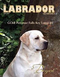 Just in case you didn't know, the apple is a very old symbol of love and that's what i'm all about. Potomac Falls Labrador Retrievers Home Facebook