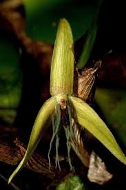 Image result for Bulbophyllum sp. nov
