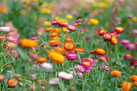 Image result for Helichrysum longiramum