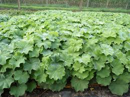 Luxus 27 Zum Schnellwachsende Straucher Sichtschutz Frauenmantel Bodendecker Pflanzen