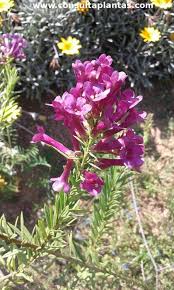 Image result for Freylinia