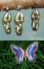 40 Beautiful Pictures Of Insects Butterfly Chrysalis Beautiful Bugs Beautiful Butterflies