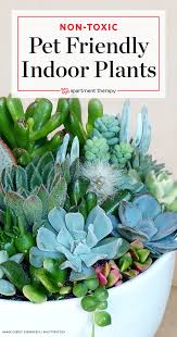 Worry Free Plants That Won T Poison Your Pets Safe House Plants Apartment Plants Common House Plants