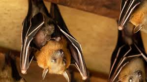 To eliminate bats in the barn or in the device works even in basements. Do Bats Roost In Basements Let S Dive Into The Deep