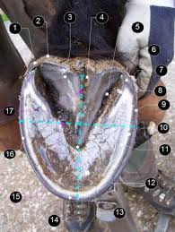 Drawing The Line On White Line Disease Cavallo Hoof Boots The World S Most Trusted Hoof Boots