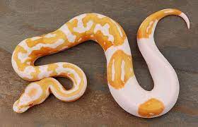In 1992, you'd have to shell out about $7500 dollars for an albino ball python. 1 0 Yr2011 Albino Piebald Ball Python 2 Snake Photos Snake Ball Python