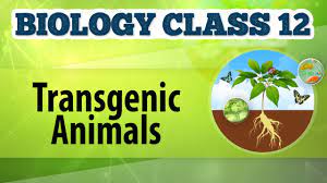 Transgenic Animals Genetic Engineering And Genomics Biology Class 12 Youtube