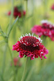 Scabiosa Scarlett Amazing Flowers Beautiful Flowers Flowers