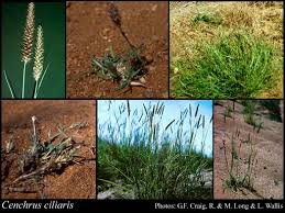 Image result for Cenchrus ciliaris