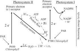 Light dependent reactions of photosynthesis diagram. Light Dependent Reactions An Overview Sciencedirect Topics