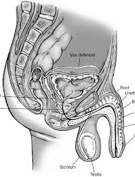 New holland haybine parts diagram. Reproductive Organs Of The Human Male Sagittal View Source Download Scientific Diagram