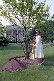 Image result for Magnolia White 1980 Amos and Sons