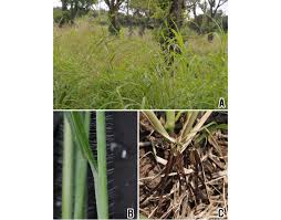 Image result for Rottboellia