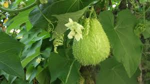 Image result for Sechium edule