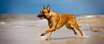 I was fortunate to breed the first welsh tervueren champion in my first litter in 1993. Belgian Malinois All About Dogs Orvis