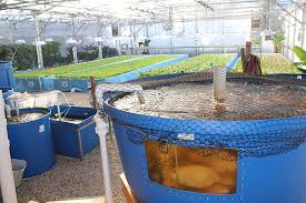 Aquaponics Multitrophic Systems For Sustainable Food Production Attra Sustainable Agriculture Project