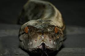 Cette espèce fait partie de la famille de viper pit et est capable de mordre jusqu'à 3 fois sa longueur. Top 10 Des Serpents Les Plus Dangereux De La Planete