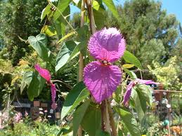 Image result for Dalechampia capensis