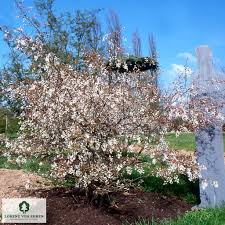 Image result for Amelanchier laevis