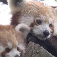 C Est Quoi Un Panda Roux Video Panda Roux Panda Animaux Les Plus Mignons