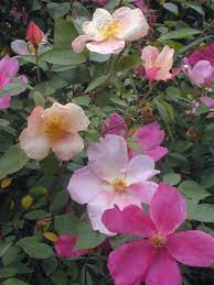 Good pruning will result in lots of fresh growth on the bush this summer which will then form flower buds for next spring. Summer Flowering Shrubs Hgtv