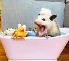 Baby opossums are born as embryos, barely larger than a bee. Memes Cute Animals On Tap