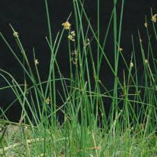 Image result for Schoenoplectiella microglumis