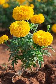 Oksana gave me advice about which cones to buy for my specific need, and she was so lovely and. Tagetes Wikipedia