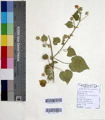 Image result for Abutilon angulatum