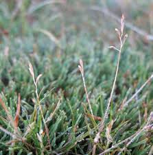 Image result for Rytidosperma davyi