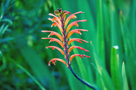 Image result for Maranthes floribunda