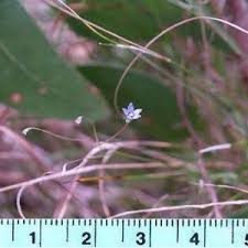 Native to western australia name status: Tall Bluebell Wt Landcare Flora Index