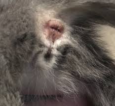 Explore 256 listings for 5 week old kittens for sale at best prices. Need Help Sexing Kittens Thecatsite