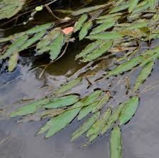 Image result for Potamogeton nodosus