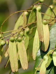 Image result for Ventilago