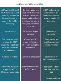 Difference Between Mrna Trna And Rrna Definition Features