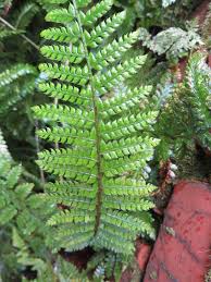 Image result for Dryopteridaceae