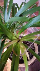 Soil conditions for ponytail palms. Ponytail Palm Sick 637136 Ask Extension