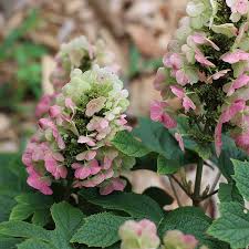 Image result for Hydrangea