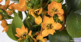 Large amounts of potting soil can be placed. Orange Star Plant Care Learning To Grow Ornithogalum Dubium
