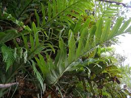 Image result for Drynaria volkensii