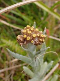 Image result for Pseudognaphalium luteo-album