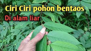 Pada pohon mangga dewasa dapat. Mentaos Di Alam Liar Ciri Ciri Bonsai Mentaos Youtube