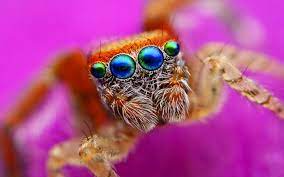 This venom is designed to be deadly, to small animals, not much larger than the jumping spider itself. How Many Eyes Does A Spider Have Wonderopolis