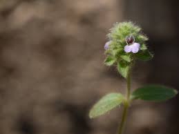 Image result for Nelsonia canescens