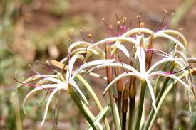 Image result for Crinum buphanoides