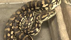 Teppichpython has the lowest google pagerank and bad results in terms of yandex topical citation index. Rautenpython Oder Teppichpython Tele M1